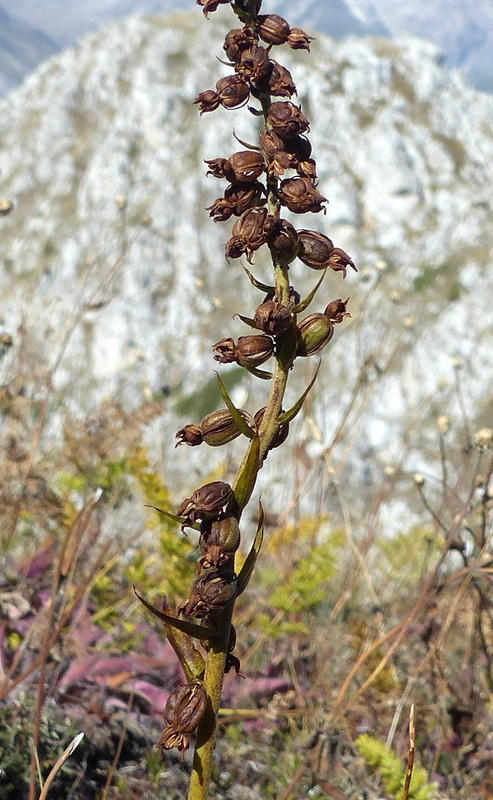 Epipactis da classificare: Campo Imperatore (AQ) luglio 2023.